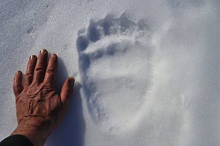 Bear-footprint-in-snow-Sarek-Sweden