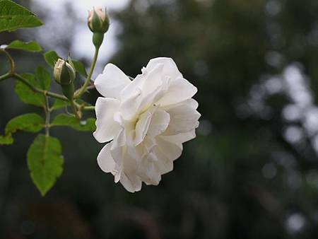 E5119100_001.jpg E5119100_001.jpg