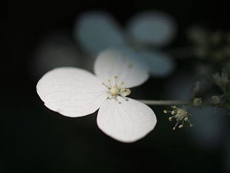 OM051503_049 OM051503_049