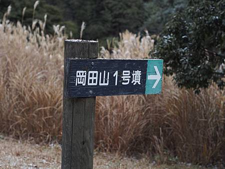 OM036282_262 OM036282_262