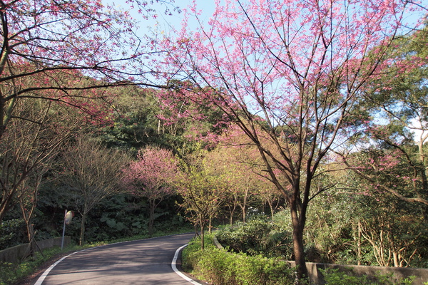 110226_08494145 青山路.jpg