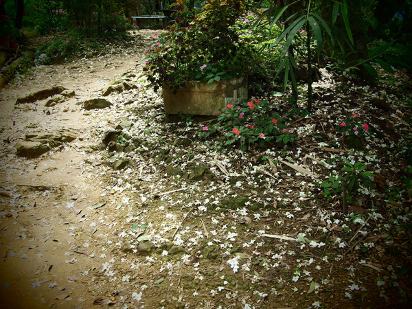 100417_土城009.jpg