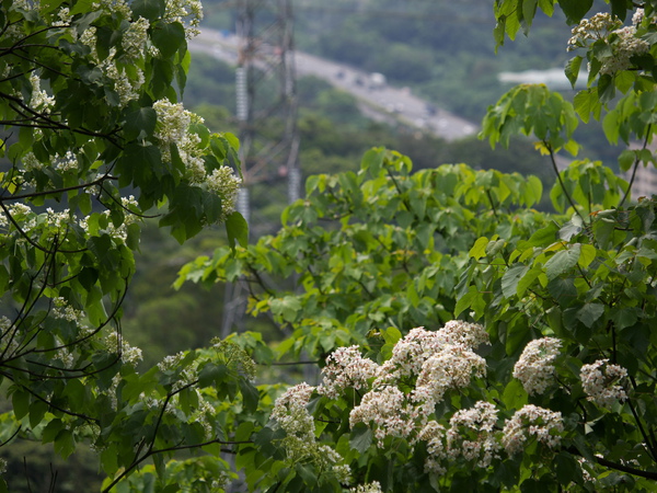 100417_土城022.jpg