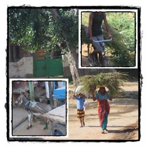 印度金三角(十二)印度風情 印度金三角(十二)印度風情