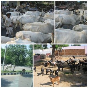 印度金三角(十二)印度風情 印度金三角(十二)印度風情