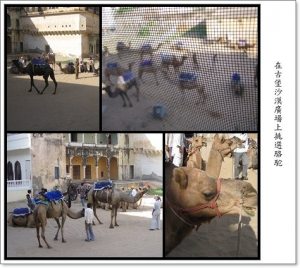 印度金三角(三)~曼達瓦騎駱駝980919