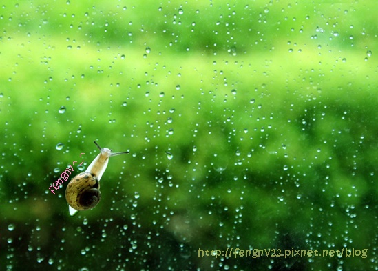 雨 雨