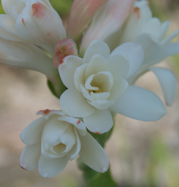 tuberose03