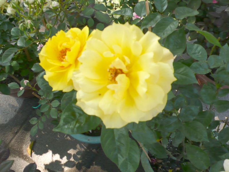山茶花 山茶花
