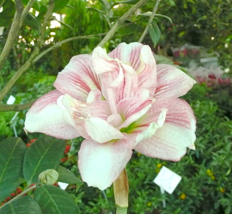 沙漠玫瑰花 沙漠玫瑰花