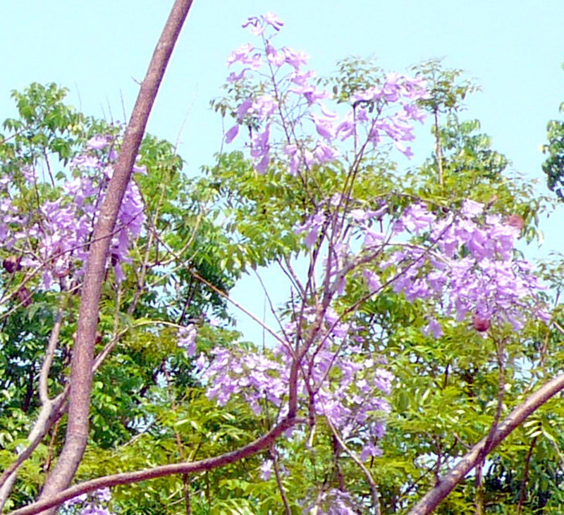 P1210559 P1210559