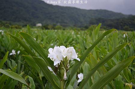 DSC_0696.JPG DSC_0696.JPG