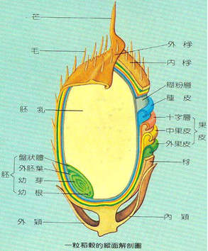稻榖結構圖1 稻榖結構圖1