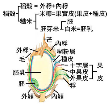 稻穀結構圖2 稻穀結構圖2