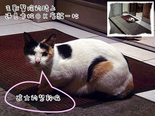 店貓a.jpg