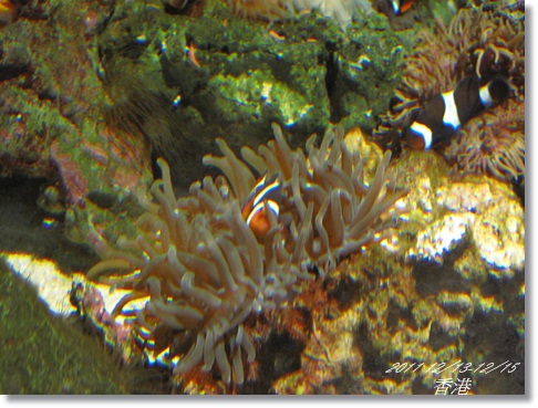 1001213-15香港 (88).JPG