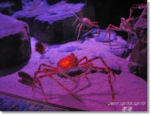 1001213-15香港 (117).JPG