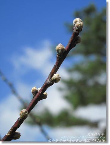 IMG_0452.JPG IMG_0452.JPG