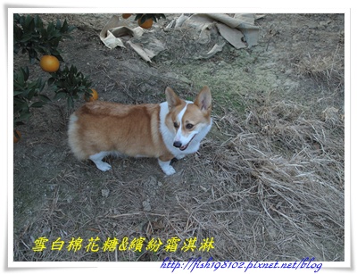 IMG_0486.JPG IMG_0486.JPG