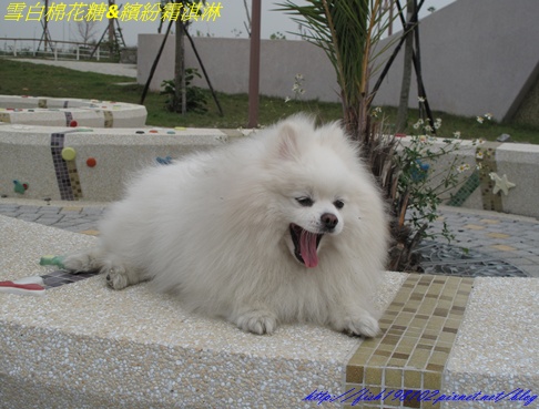 IMG_3217.JPG IMG_3217.JPG