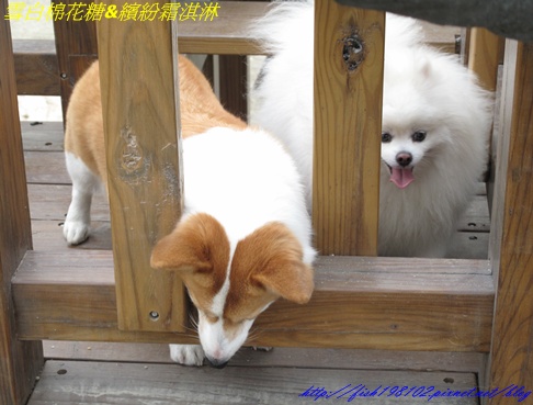 IMG_3225.JPG IMG_3225.JPG