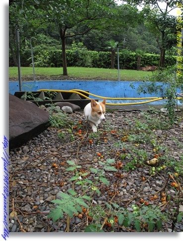 IMG_1733.JPG IMG_1733.JPG