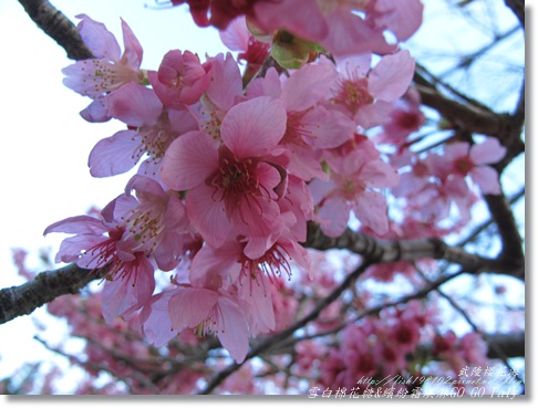 IMG_0547.JPG IMG_0547.JPG