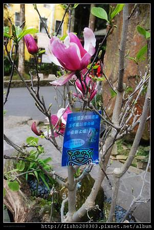 木蘭花開囉 木蘭花開囉