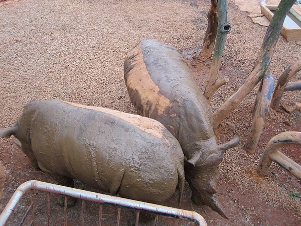 IMG_9596.JPG IMG_9596.JPG