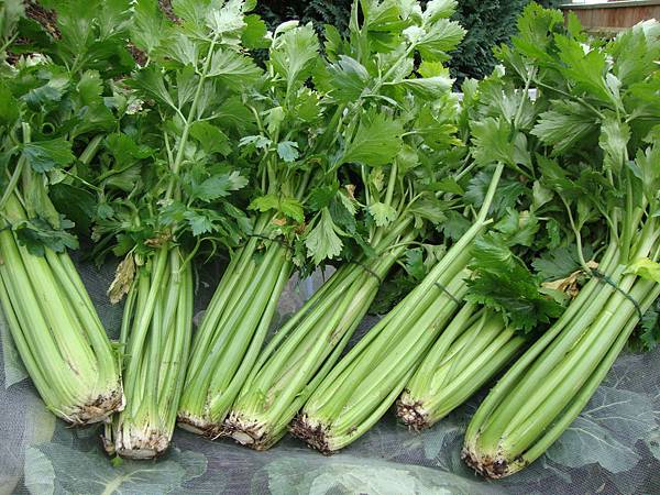 celery.jpg