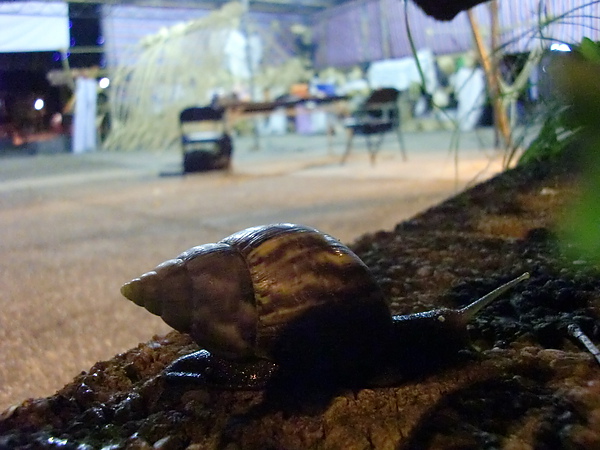 239.JPG 239.JPG