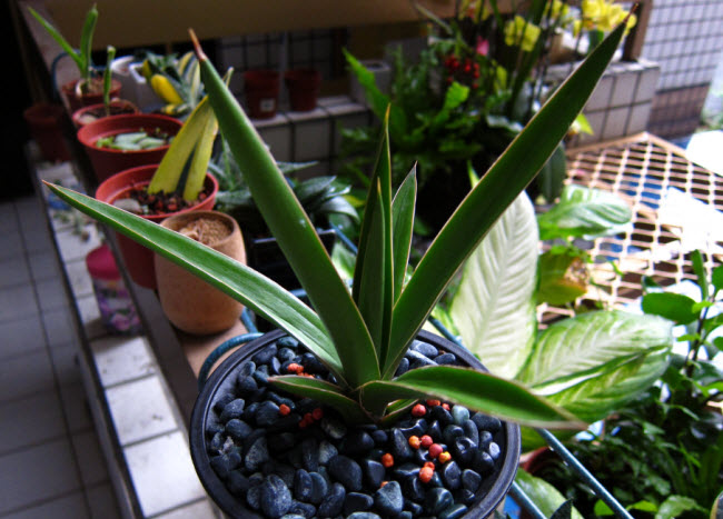 Sansevieria Arborescens_1