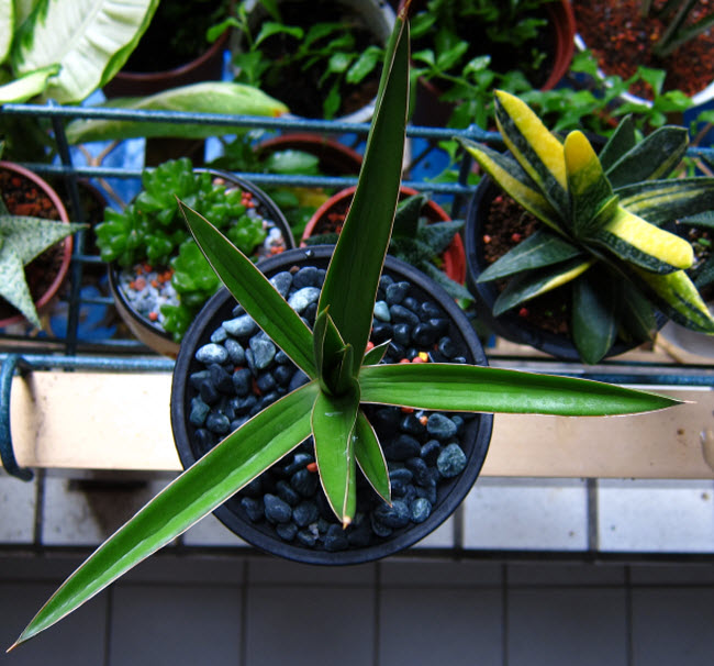 Sansevieria Arborescens_2