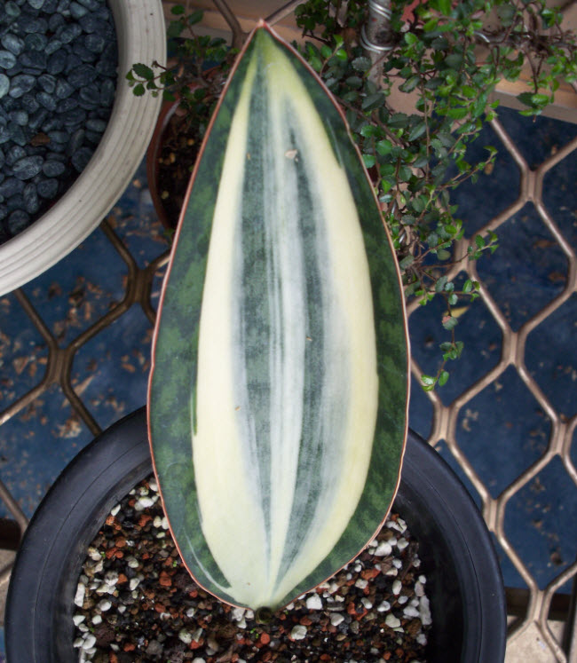 寶扇錦Sansevieria Mansoniana variegated