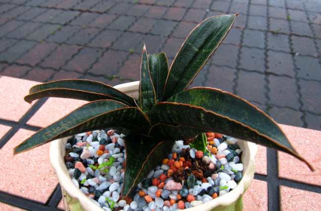 黑虎紋鮑魚虎尾蘭_1