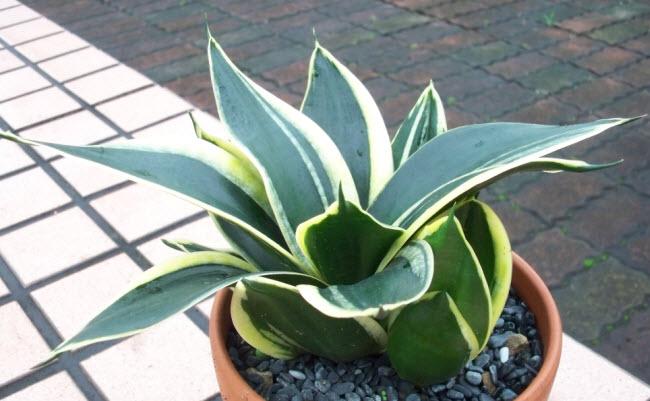 Sansevieria trifasciata 