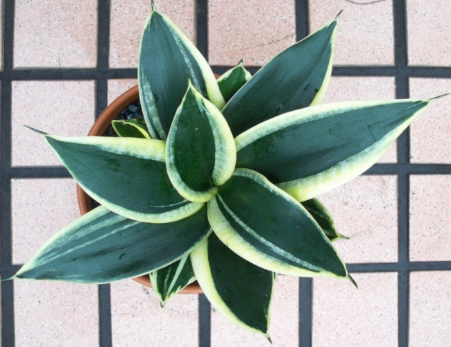 Sansevieria trifasciata 