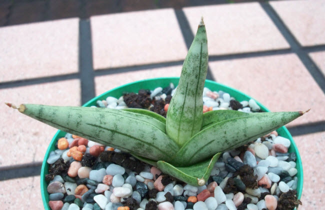 佛手Sancevieria Boncel