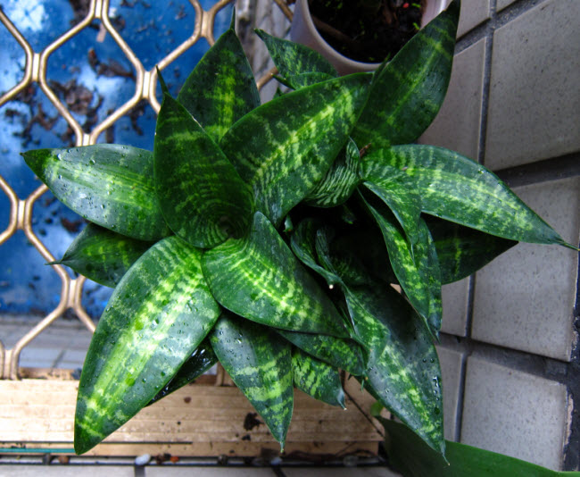 矮葉虎尾蘭_黃中斑1