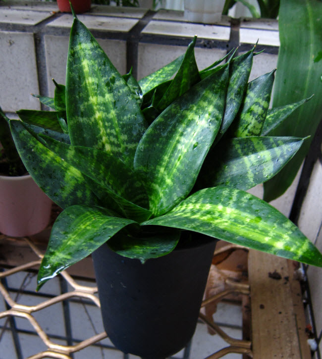 矮葉虎尾蘭_黃中斑2