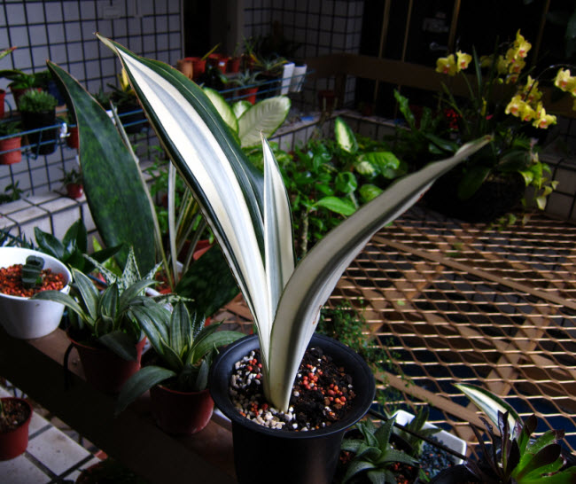 Sansevieria Guineensis Beauty Queen