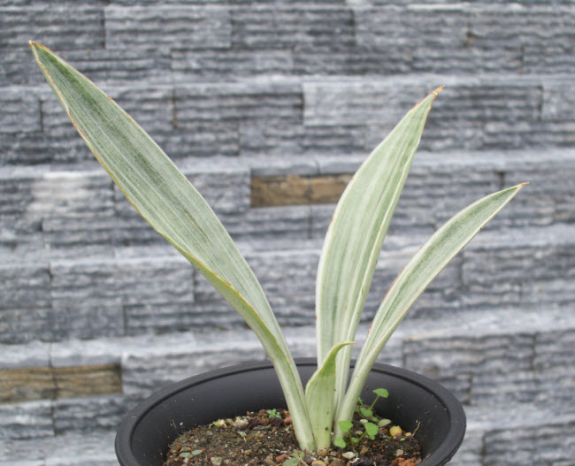 Sansevieria Guineensis Siam Silver