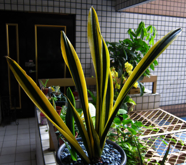 Sansevieria trifasciata 