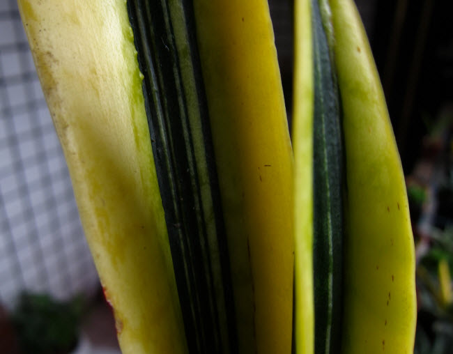 Sansevieria trifasciata 