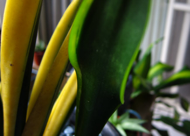 Sansevieria trifasciata 
