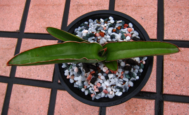 Sansevieria Ehrenbergii 