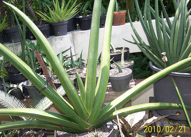 大武士form 國外