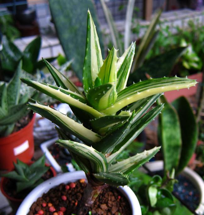 01不夜城錦1 (Custom)