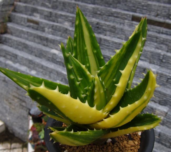 02_1不夜城錦大漠 (Custom)