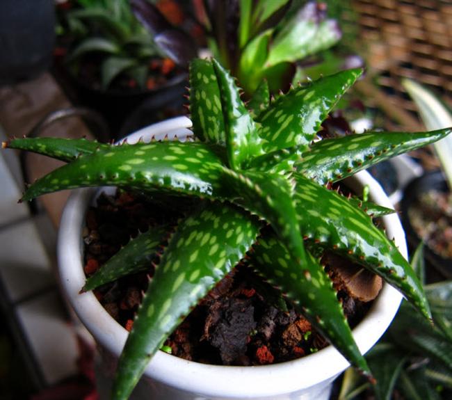 05俏蘆薈1 (Custom)